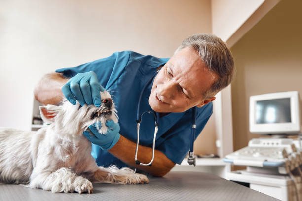 Best Cosmetic Emergency Dentistry in Lake Of The Woods, VA